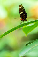 Butterflies