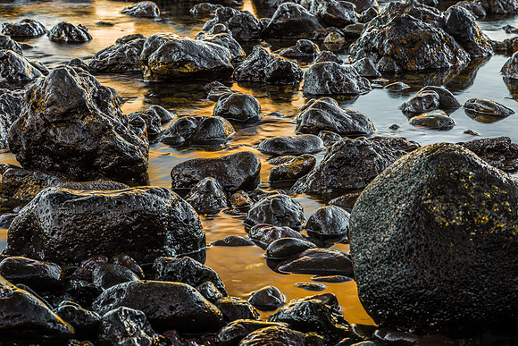 Gold Rush
