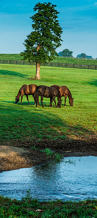 A Day in the Bluegrass