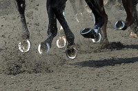Horse Racing & Horse Farms
