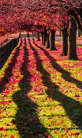 Kentucky Splendor