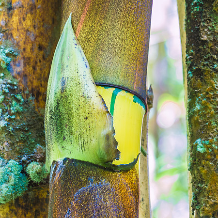 Bamboo
