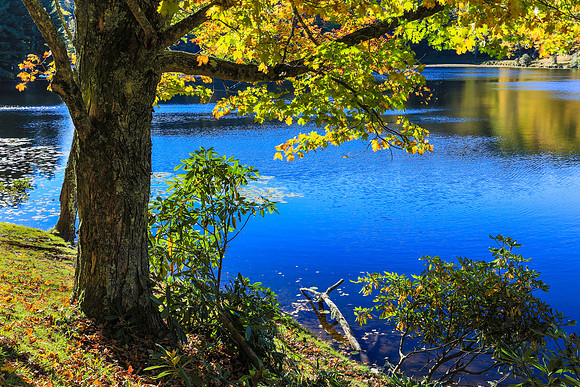 Peaceful Wonder
